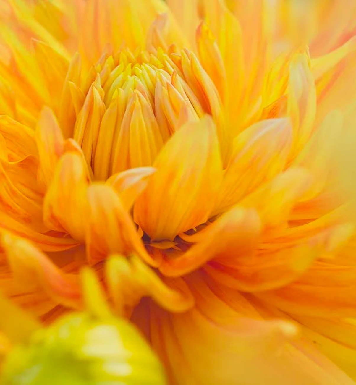 dahlia geel