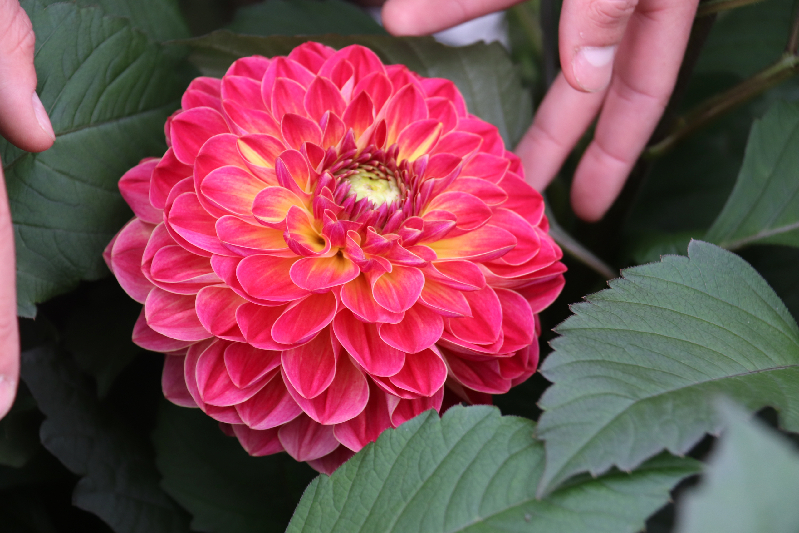 Unique cultivation methods for the ultimate in dahlias