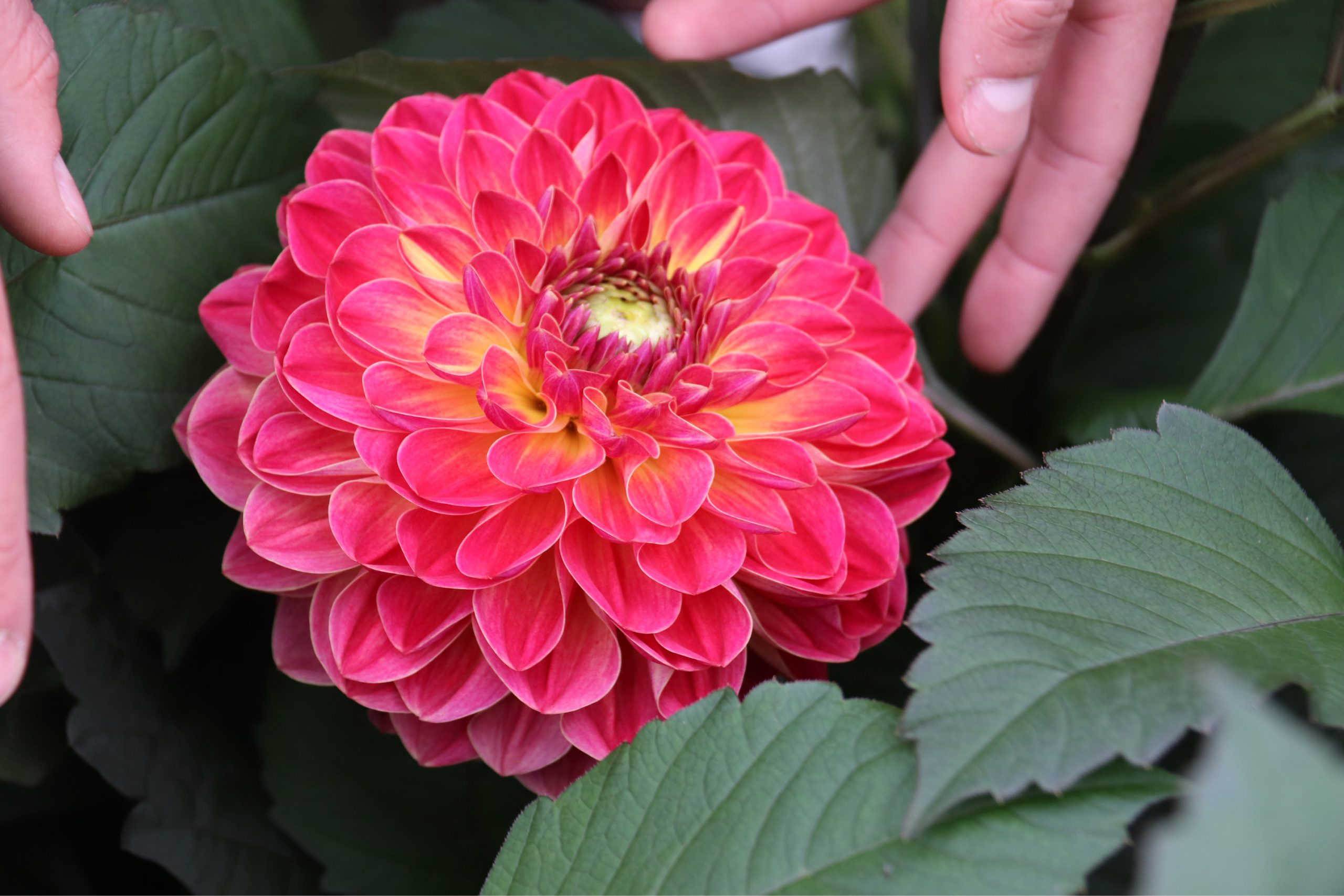 Ultieme kwaliteit dahlias met onze unieke teeltwijze